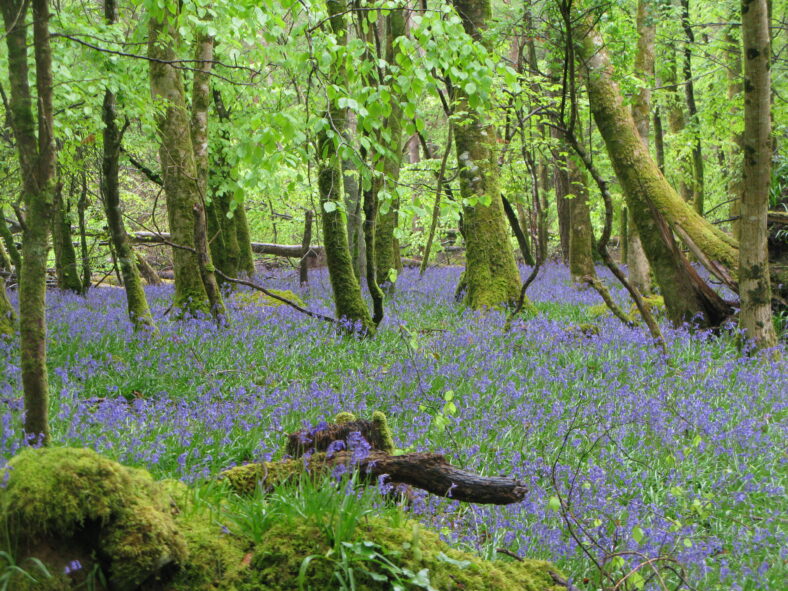 Portumna Forest Park