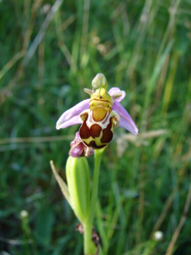 Bee Orchid | Elaine O'Riordan