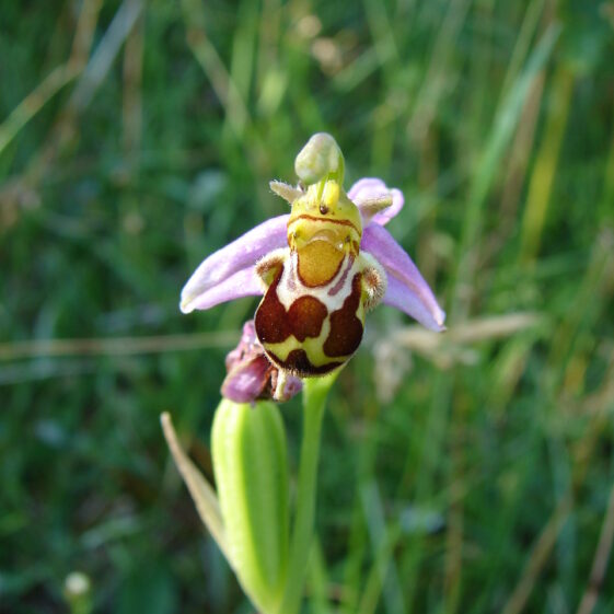 bee orchid Bee Orchid | Elaine O'Riordan
