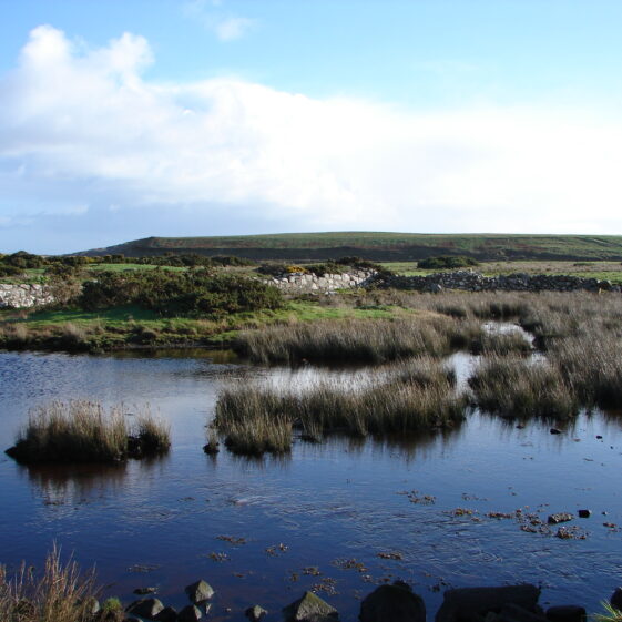 saltmarsh bearna Saltmarsh habitat, Bearna. | Elaine O'Riordan