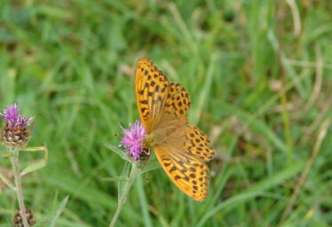 Biodiversity