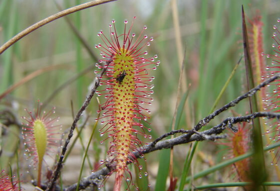 Nature Designations