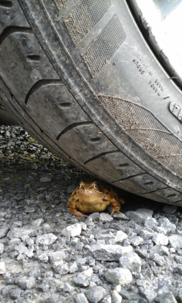Watch out for frogs in the spring time - why not make a pond in your garden? | Elaine O'Riordan
