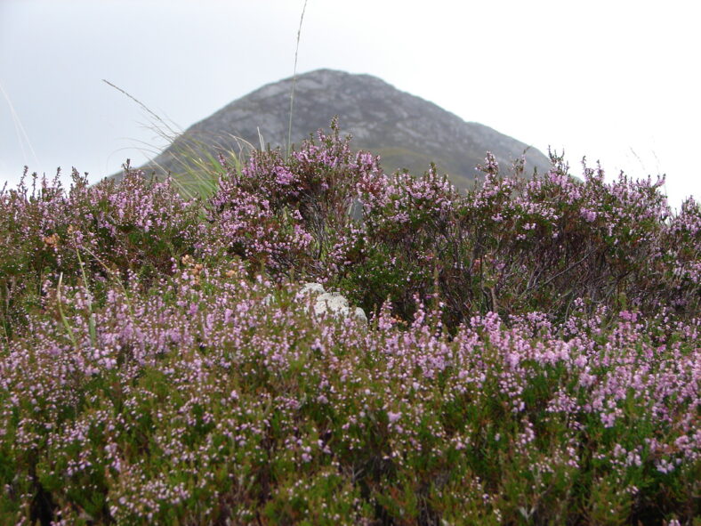 Connemara National Park | Elaine O'Riordan