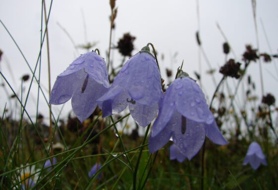 Biodiversity in County Galway