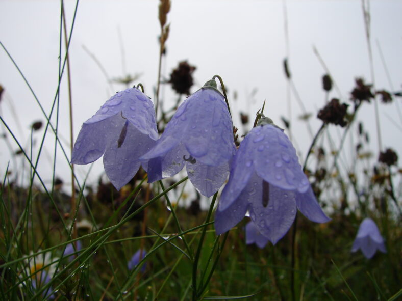 Harebells | Elaine O'Riordan