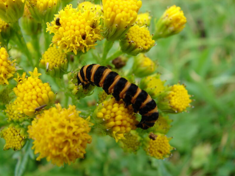 Cinnebar moth caterpillar on Ragwort | Elaine O'Riordan