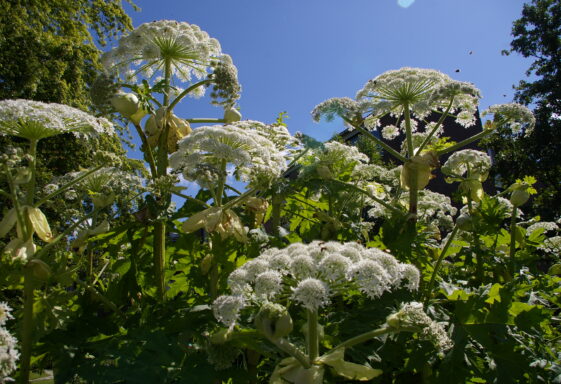 Giant Hogweed