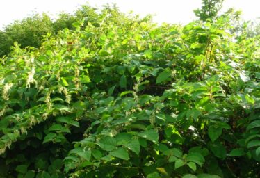 Japanese knotweed