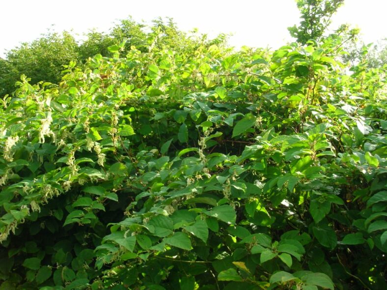 Japanese knotweed in flower | Elaine O'Riordan