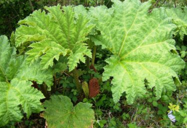 Gunnera tinctoria