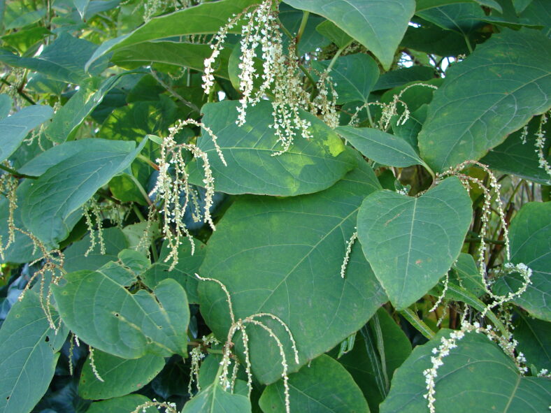 Japanese knotweed flowers and leaves | Elaine O'Riordan