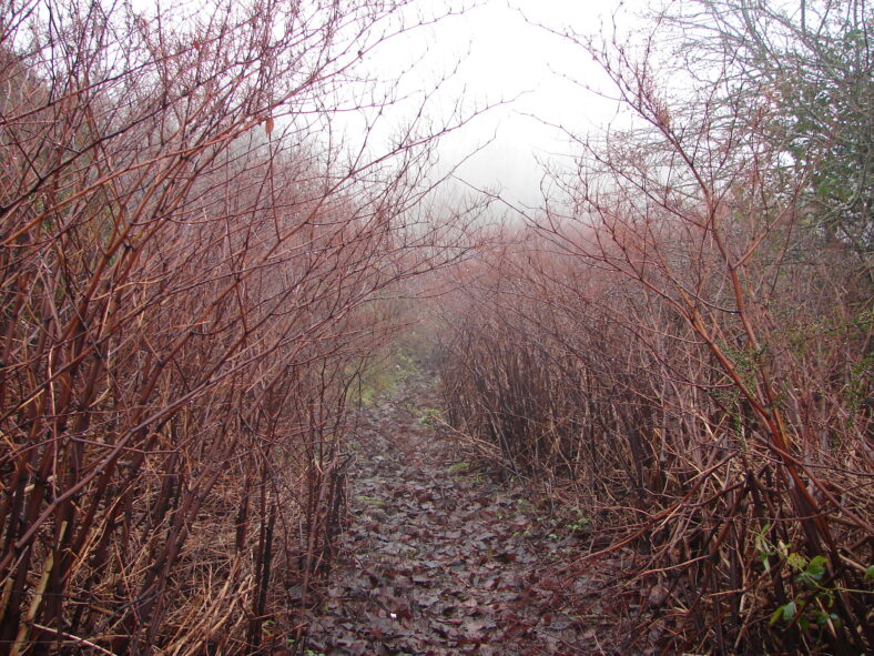 Knotweed canes in winter | Elaine O'Riordan
