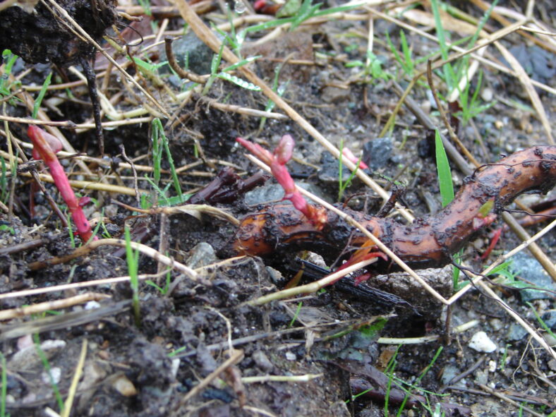Sprouting rhizome | Elaine O'Riordan