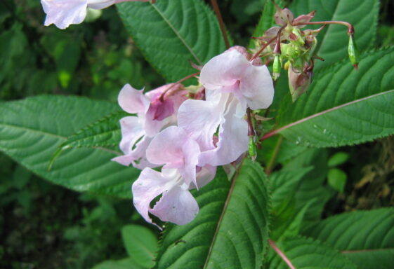 Himalayan Balsam