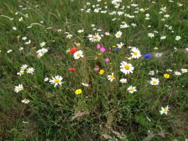 Wildflower meadow | Headford Environment Group