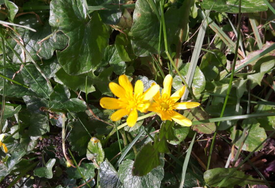 Lesser Celandine