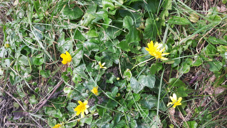 Celandines | Elaine O'Riordan