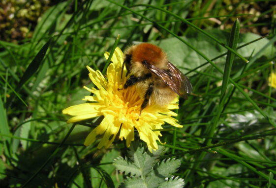 The Galway Buzz