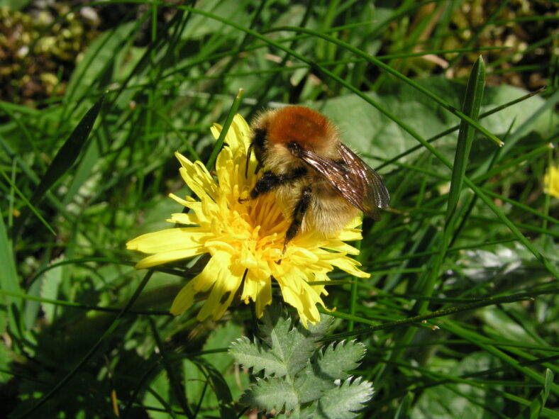 Bumblebee on Dandelion | John Breen