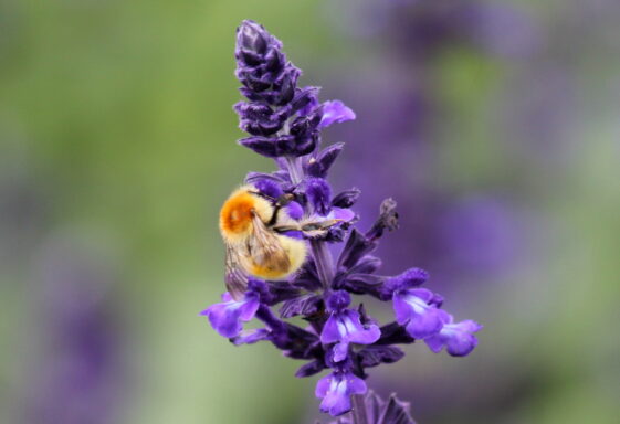 Gardening for pollinators