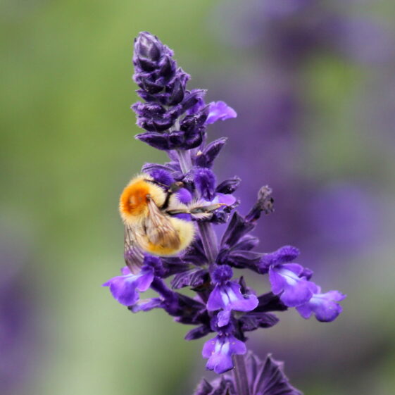 Bumblebee on Lavendar © Andrea McDonagh Bumblebee on Lavendar | Andrea McDonagh