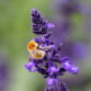 Gardening for pollinators