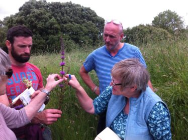 Wildflower identification workshop | Noreen Lyons