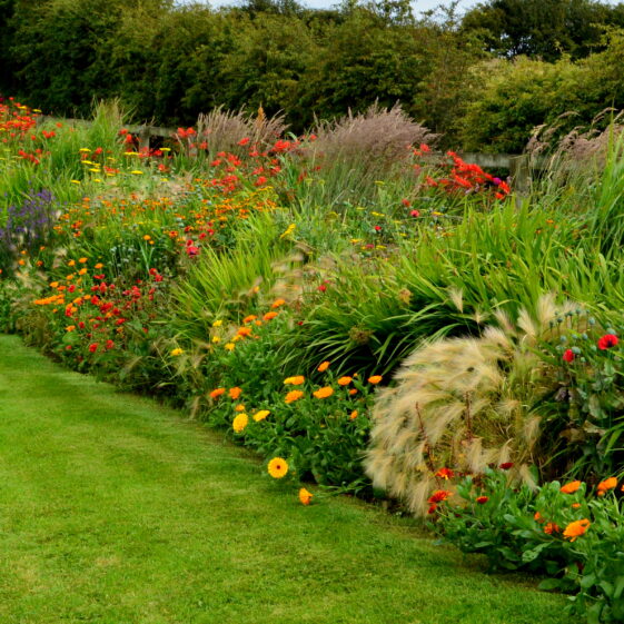 Pollinator friendly border | Cherry Townsend