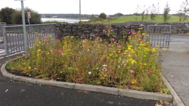 Wildflower area | Aine Clarke