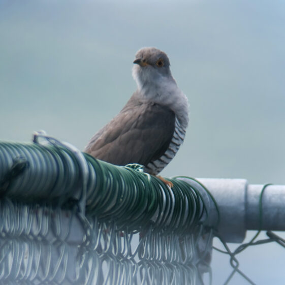 Cuckoo 1 Galway TCUFFE Cuckoo | Tom Cuffe