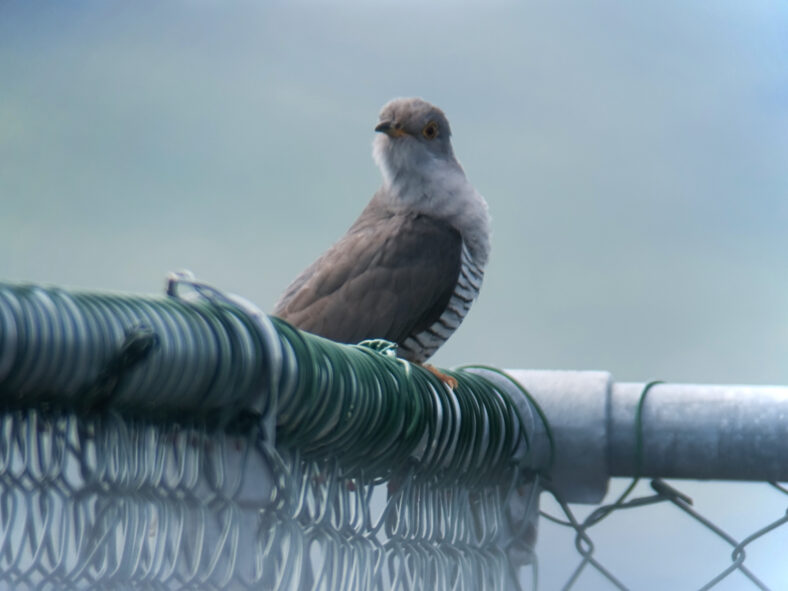 Cuckoo | Tom Cuffe