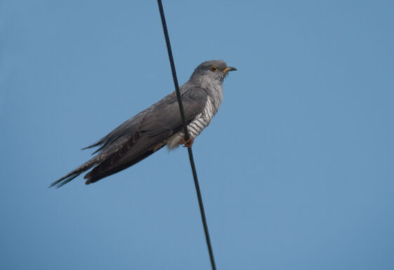 Cuckoo