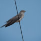 Cuckoo