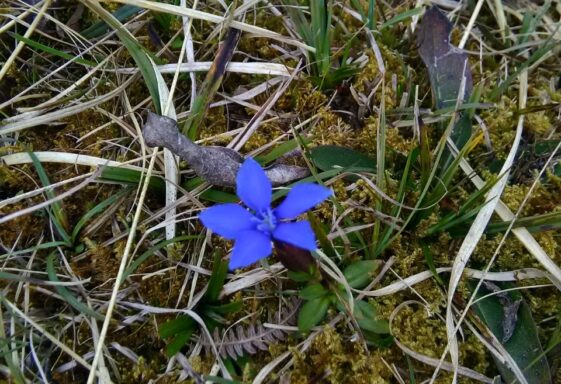 Burren in Bloom