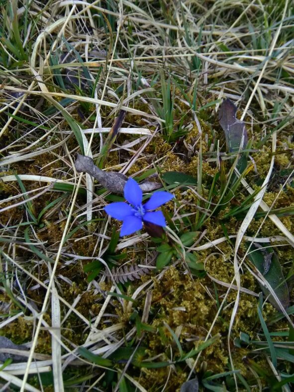 Spring Gentian | Elaine O'Riordan