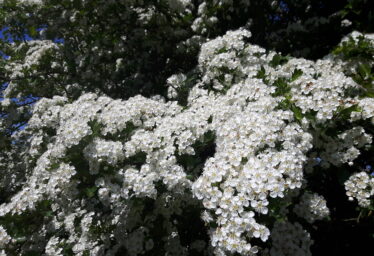 Biodiversity of County Galway