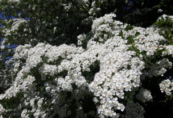 Hawthorn