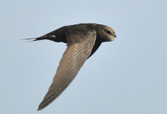 Volunteer Swift Survey