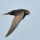 Volunteer Swift Survey