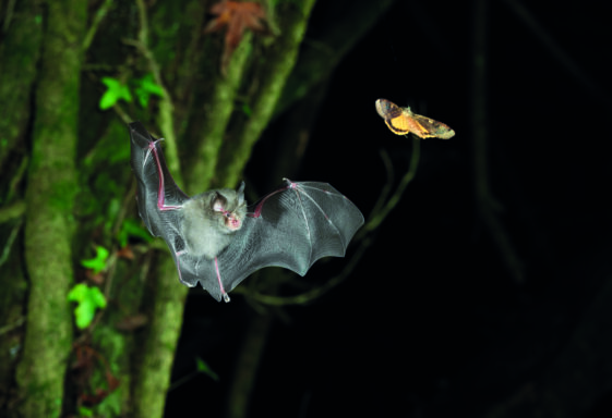Lesser Horseshoe Bat