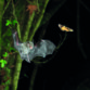 Lesser Horseshoe Bat