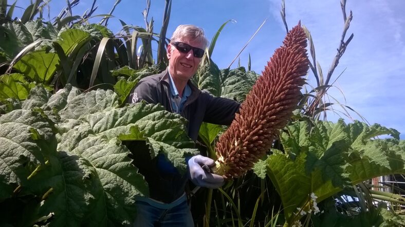 Tor removing the flower head from a Gunnera plant in Cleggan | Keara Robbins