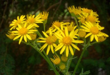 Ragwort