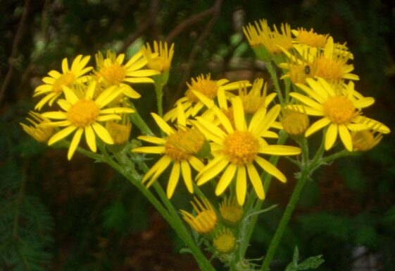 Ragwort