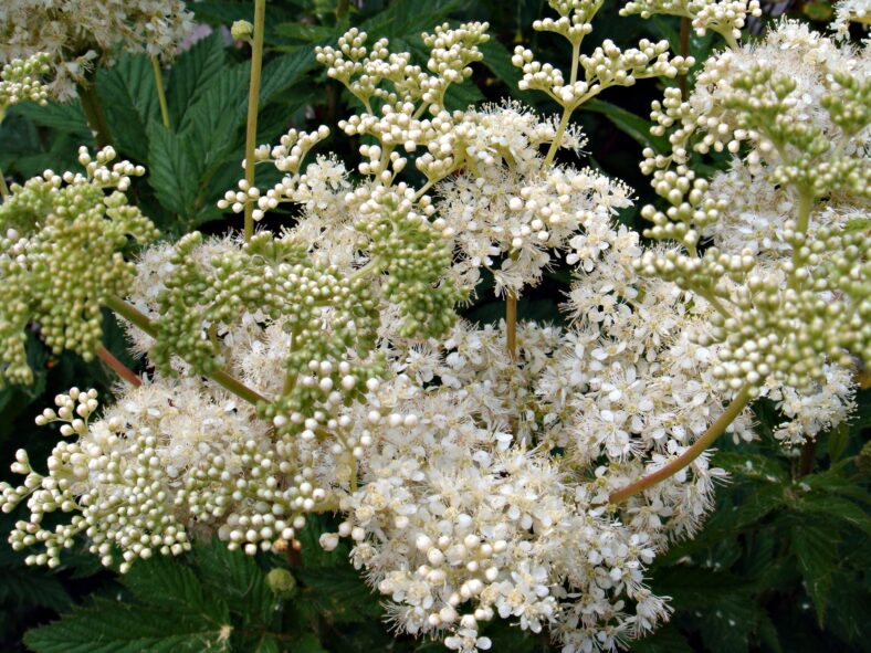 Meadowsweet flowers | CameliaTWU, Flickr, CC BY-NC-ND 2.0