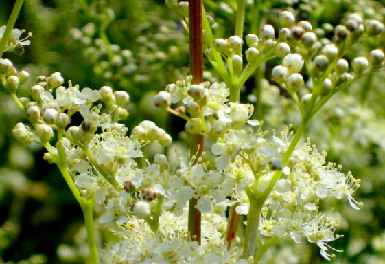 Meadowsweet