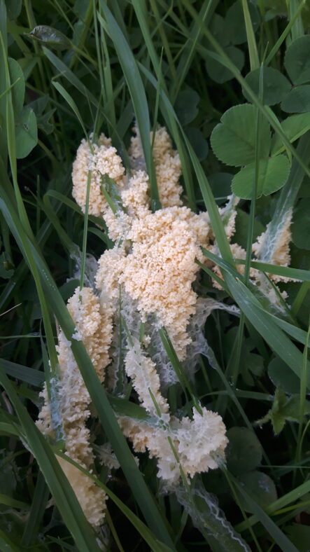 Mucilago crustacea