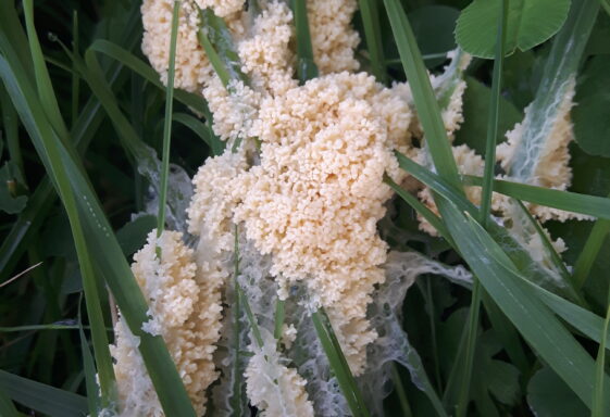 Mucilago crustacea