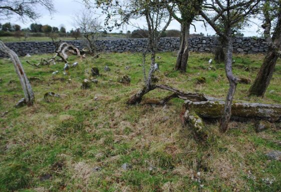Childrens Graveyard